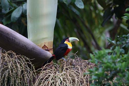 pedra azul black, yellow, and red toucan brazil